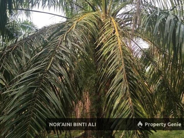 TANAH MURAH UTK DIJUAL 6.4 EKAR TANAH KELAPA SAWIT DI KUMPAL, DUNGUN HARGA COMEL