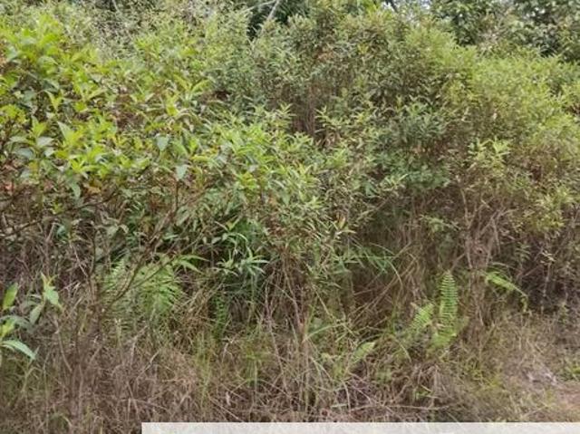 Tanah pertanian 7 Ekar Di Kg Kuala kechau Kuala lipis,Pahang