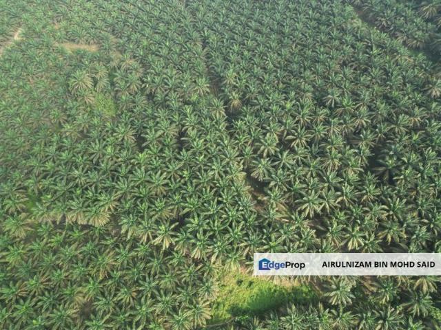 Tanah Pertanian Murah 5 Ekar di Sg Gemuruh, Kota Tinggi