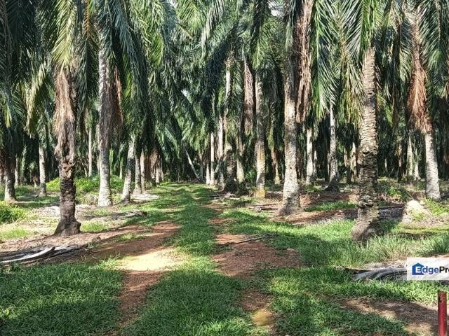 Tanah pertanian untuk dijual di Bukit Tembakau, Mukim Umbai, Daerah Jasin, Melaka