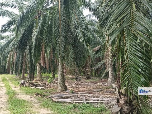 Tanah pertanian untuk dijual di Bukit Tembakau, Umbai, Jasin, Melaka