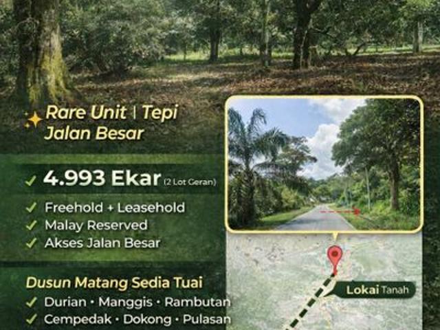 TANAH PERTANIAN UNTUK DIJUAL DI KAMPONG SERIGALA, TANJUNG MALIM POKOK BUAH BUAHAN MATANG
