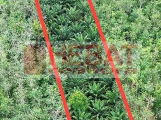 Tanah sawit sesuai berkebun di seberang temerloh