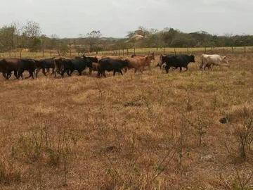 TANARA: FINCA EN VENTA 25 HECTÁREAS PLANO ONDULADO, FINCA CON AGUA VIVA