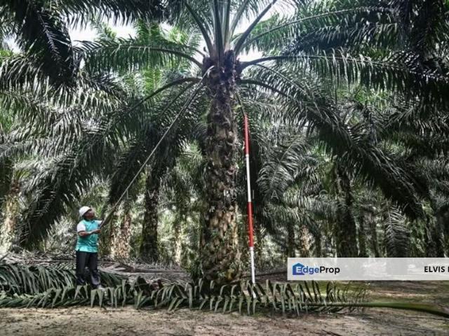 Tanjung Tualang