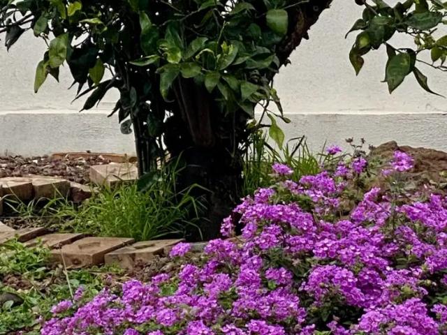 Tacoronte