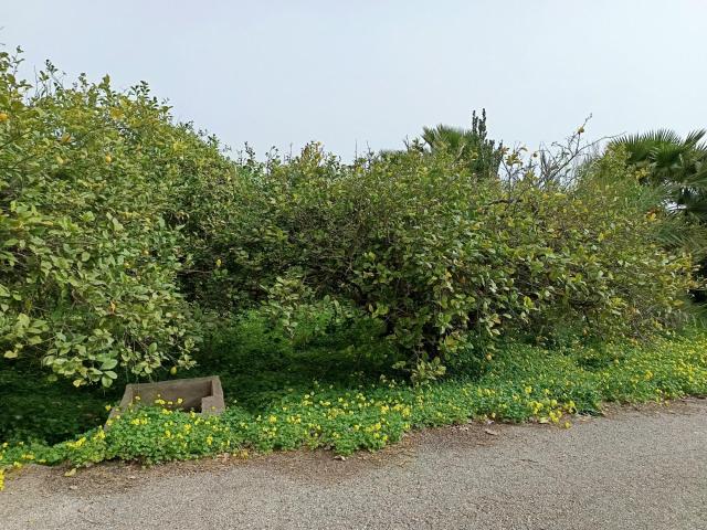 TAHÚLLA DE LIMONEROS EN PRODUCCIÓN – HUERTA DE EL ESPARRAGAL