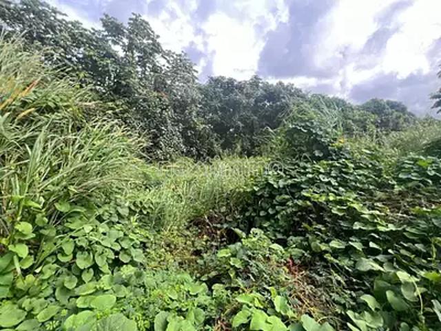 Taiarapu Est 98719 Achat / Vente terrain