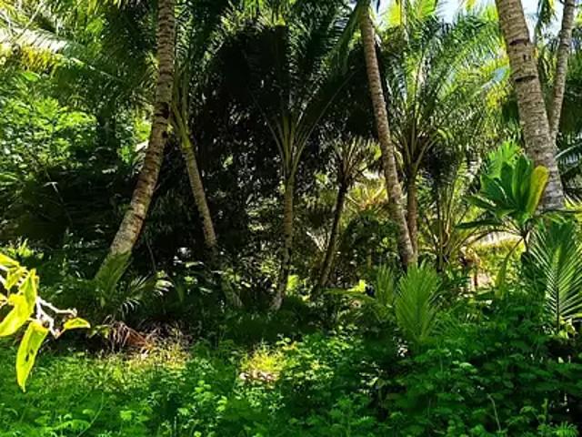 Taiarapu Est 98719 Achat / Vente terrain