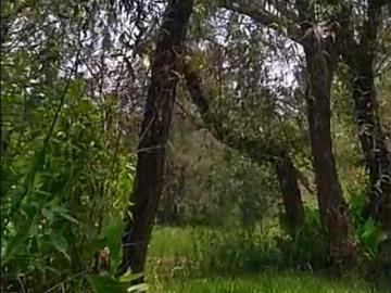 TAPALPA, LA TEJERÍA. TERRENO EN VENTA