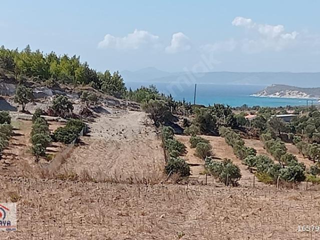 TARLA ÇEŞME ALTINKUM DA 7.500 M2 DENİZ MANZARALI