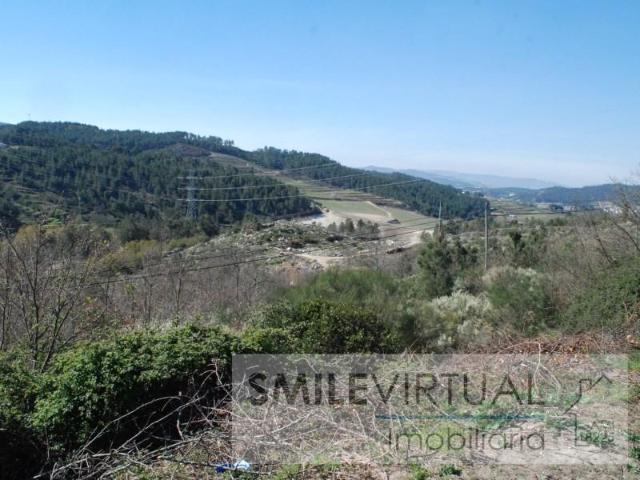 Tarouca Tarouca 102045715