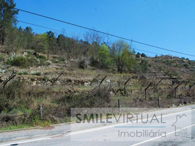 Tarouca Tarouca LS95951728