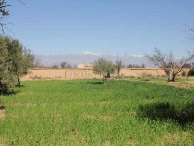 Taroudant terrain constructible titre ref: bou64