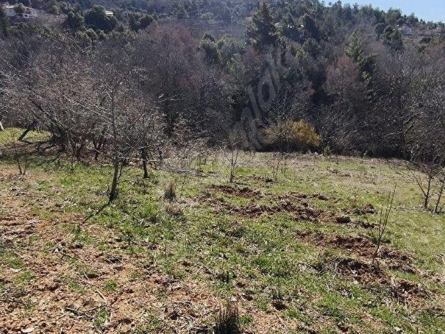 TARSUS ÇUKURBAĞ'DA DOĞAYLA İÇ İÇE SATILIK 1.100 M2 BAHÇE