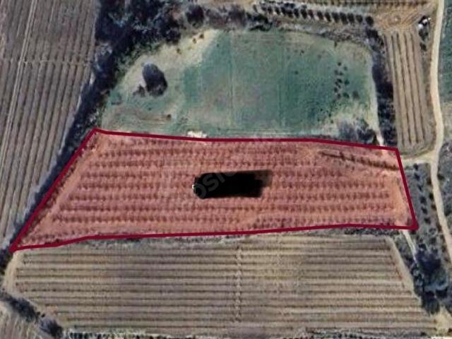 TARSUS VİZYON GAYRIMENKUL'DEN İBRİŞİM KÖYÜNDE7000m YOL SU VE ELEKTRİK MEVCUT SATILIK ŞEFTALİ BAHÇESİ