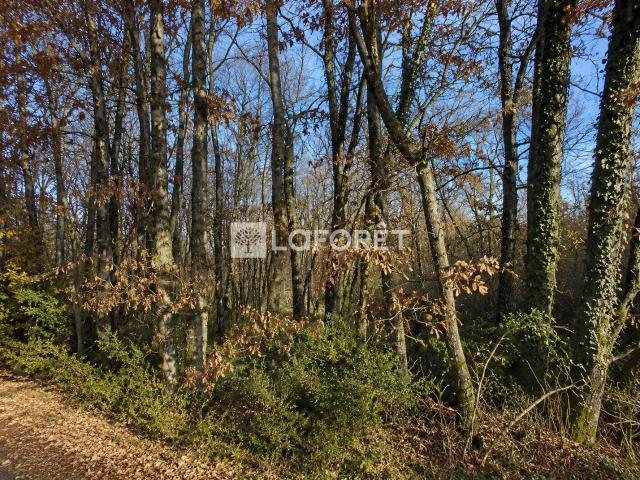 Tauriac Vente Terrain 81