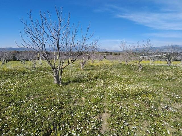 Tek Tapulu İncir Ağaçlarıyla Değerli Tarla 2524 m2