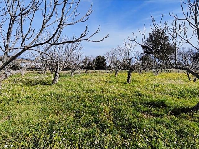 Tek Tapulu İncir Ağaçlarıyla Değerli Tarla 2127 m2