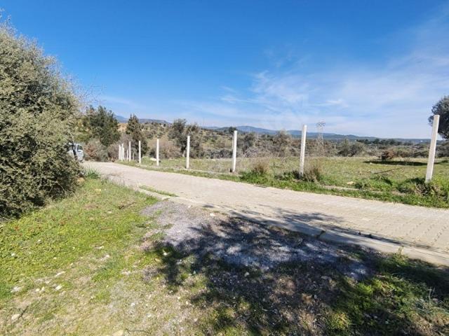 Tek Tapulu İncir Ağaçlarıyla Değerli Tarla 6279 m2