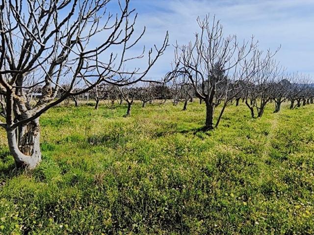 Tek Tapulu İncir Ağaçlarıyla Değerli 2097 m2 Tarla