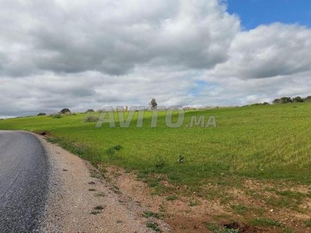 Ter titre 12000m2 om sallat kamouni