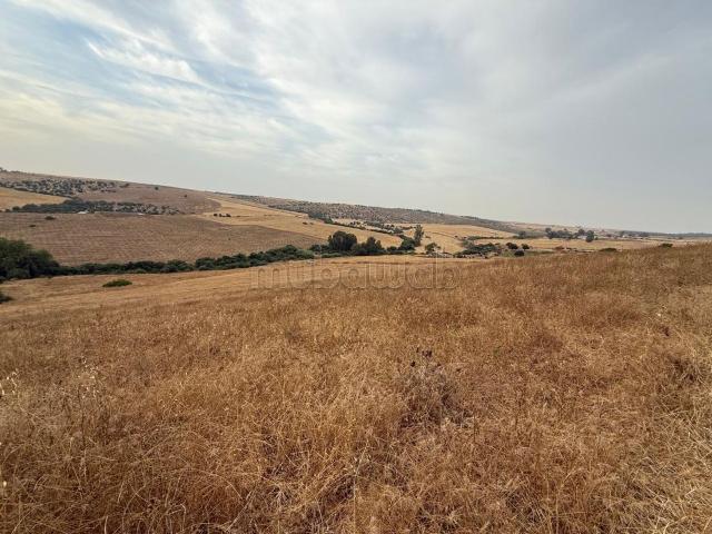 Terain 2.6 h à vendre à tiflet