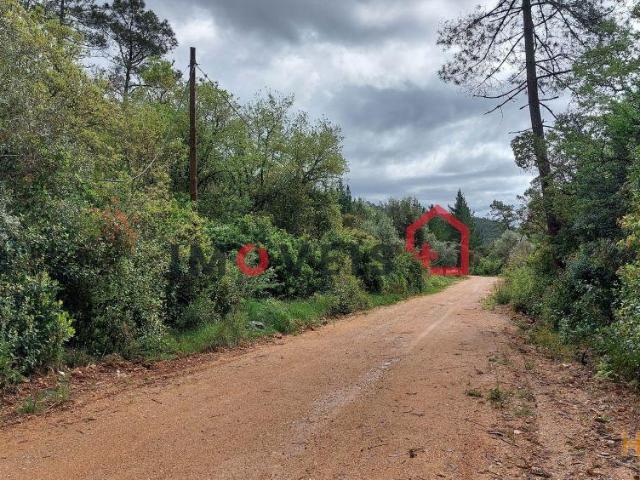 Terra de Mato com Oliveiras e Azinheiras | 26074061529