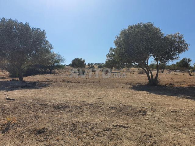 Terrain avec Oliviers