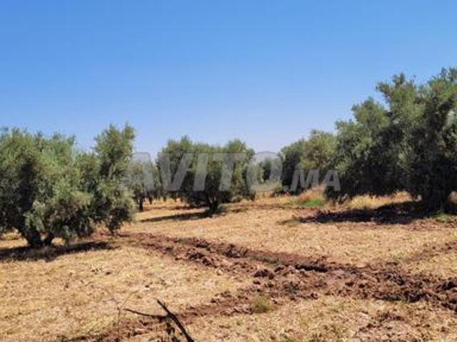 Terrain à bâtir d'investissement à vendre