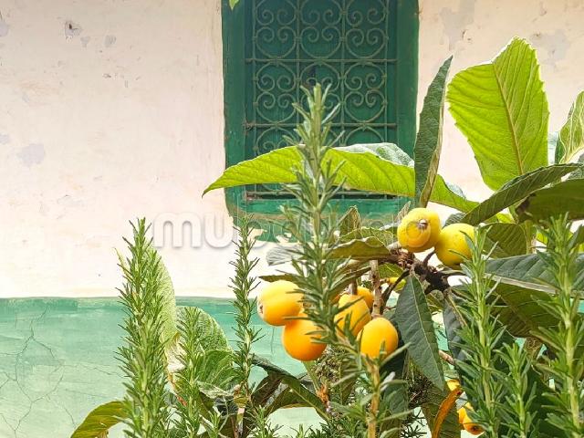 Terrain à la vente à Asilah. Surface totale 14303 m²