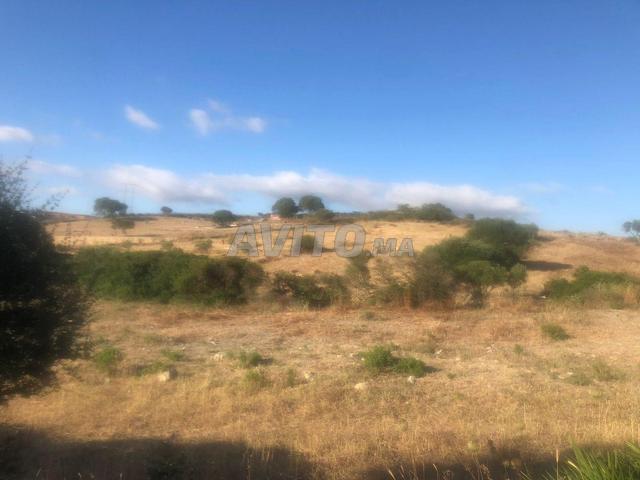 Terrain agricol pour la vente
