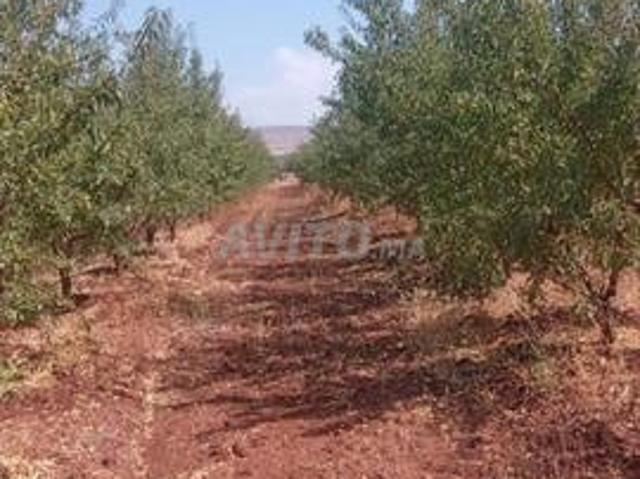 Terrain agricole oliviers et amandiers