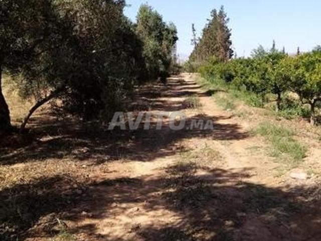 Terrain agricole avec 1 ha d'oliviers et 1 ferme