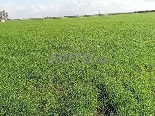 Terrain agricole avec titre foncier à Ouled Saïd