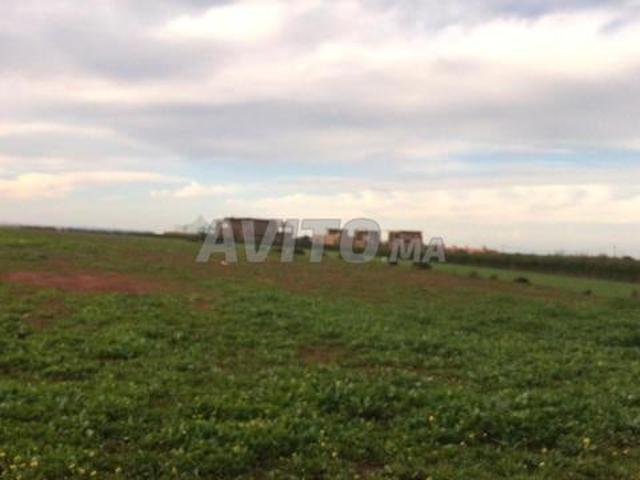 Terrain agricole à benslimane pour ferme