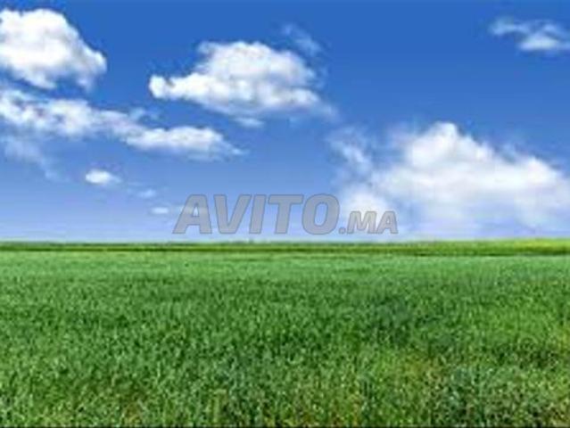 Terrain agricole à ouled allal proche de settat