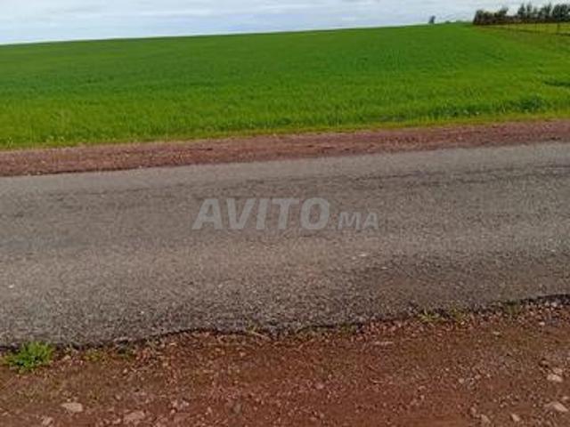 Terrain agricole à Ouled Said