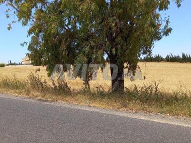Terrain agricole à vendre à 9 km de Ben Ahmed