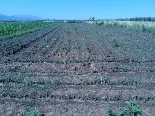 Terrain agricole à vendre à Ait Ali, Beni Mellal