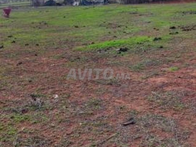 Terrain agricole à vendre à El Menzeh