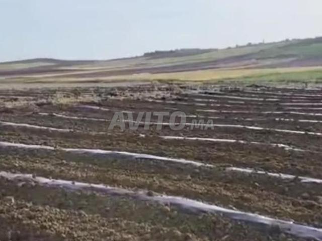 Terrain 3 Ha Agricoles à Vendre – Asilah