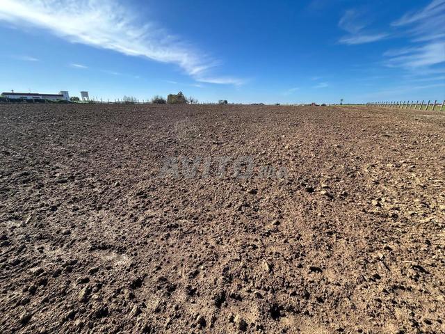 Terrain agricole à vendre Benslimane