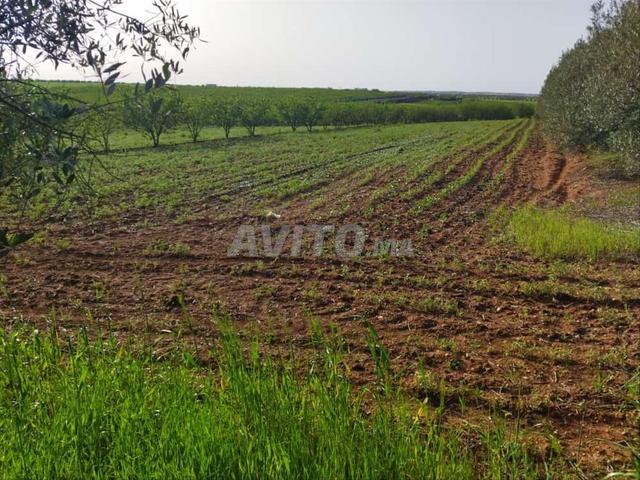 Terrain agricole à vendre, superficie 1 hectare et 700
