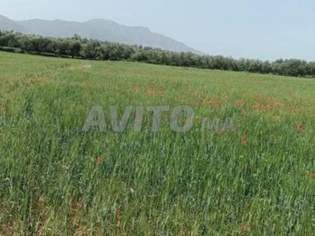 Terrain agricole à vendre – environs d'Amizmiz Marrakech