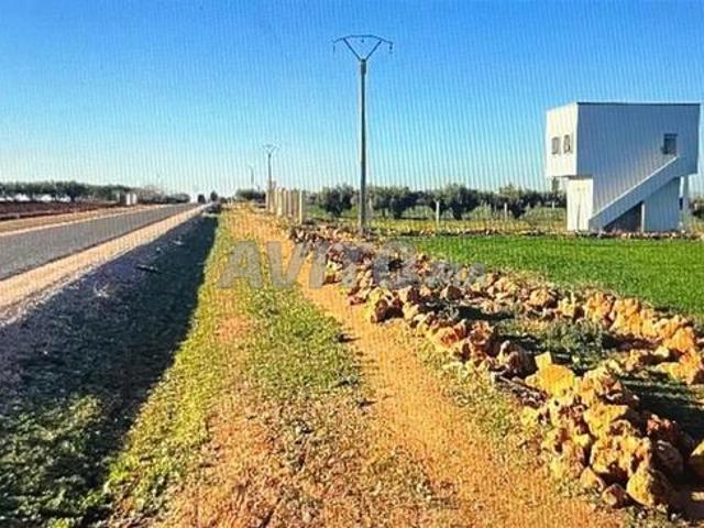 Terrain agricole a vendre haj kaddour