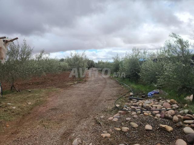 Terrain agricole à vendre près de Marrakech équipé