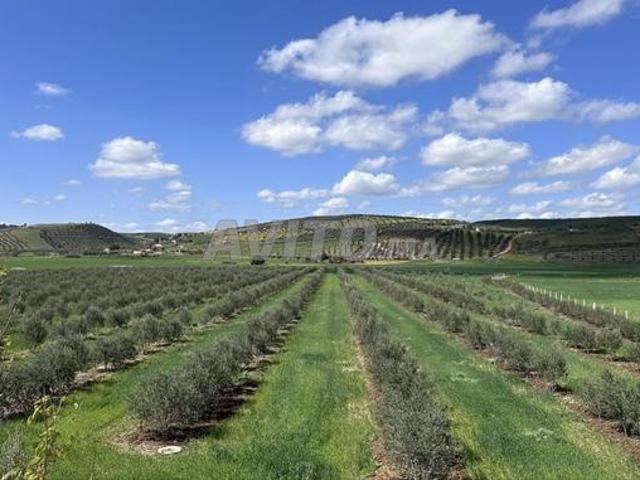 Terrain agricole à vendre أرض فلاحية للبيع
