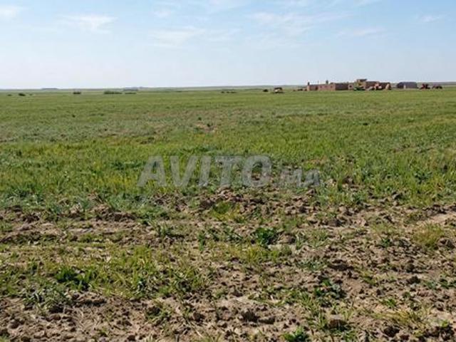 Terrain agricole à vendre – Route d'Amizmiz Marrakech