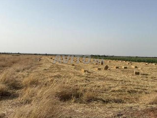 Terrain agricole à vendre, superficie un hectare et demi